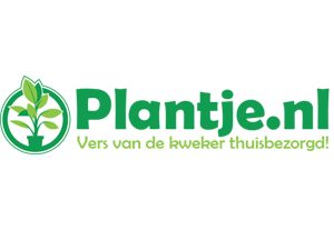 Plantje 300 300 fw Plantje 300 300 fw