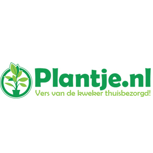 Plantje 300 300